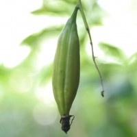 Cymbidium aloifolium (L.) Sw.